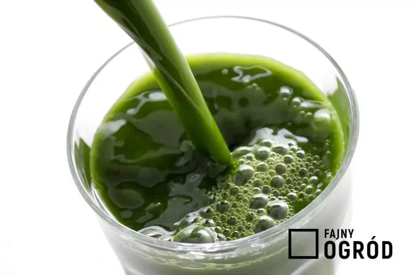 Nalewka z żyworódki: Na co pomaga? Zastosowanie i przepis