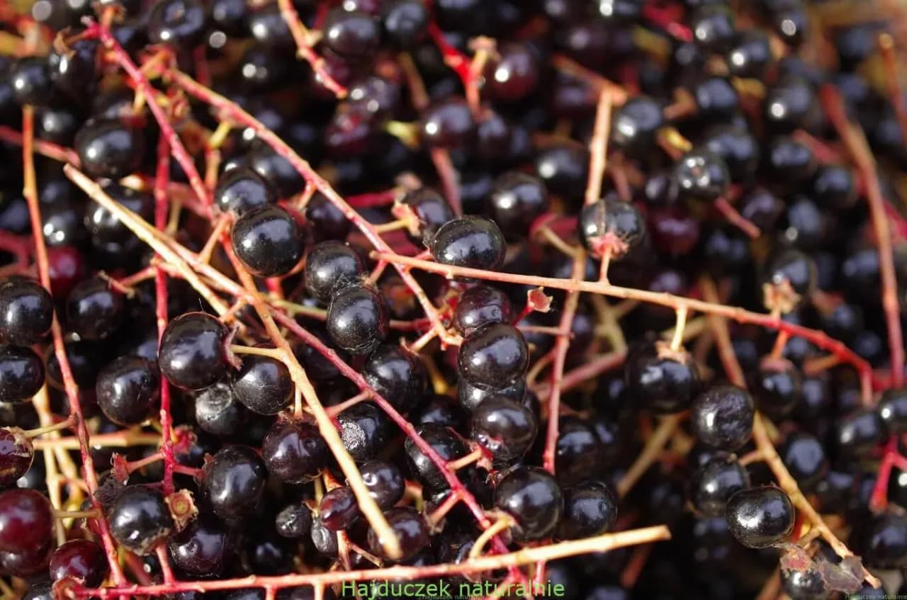 Kiedy zbierać czeremchę na nalewkę? Poznaj idealny termin